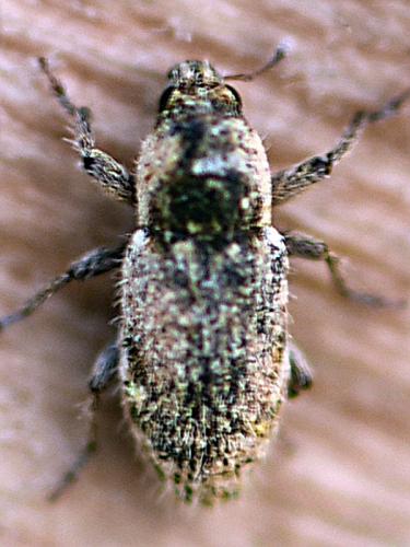 Microlarinus lypriformis